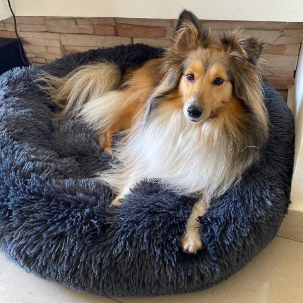 Circular Dog Bed Removable Cover
