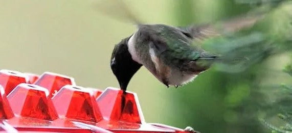 Hummingbird Feeder Ant Proof Hanging Outdoor Perch