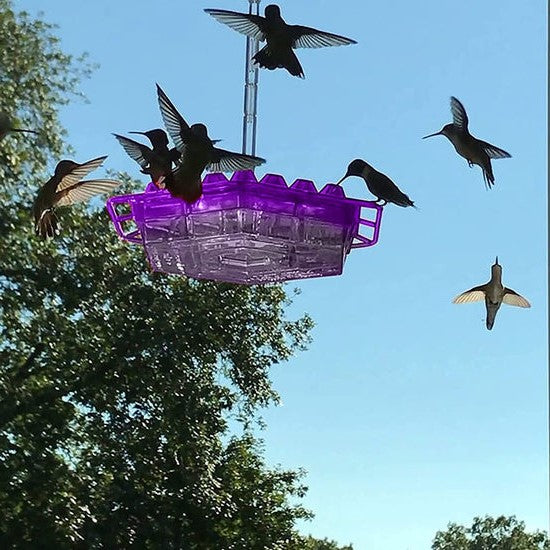 Hummingbird Feeder Ant Proof Hanging Outdoor Perch