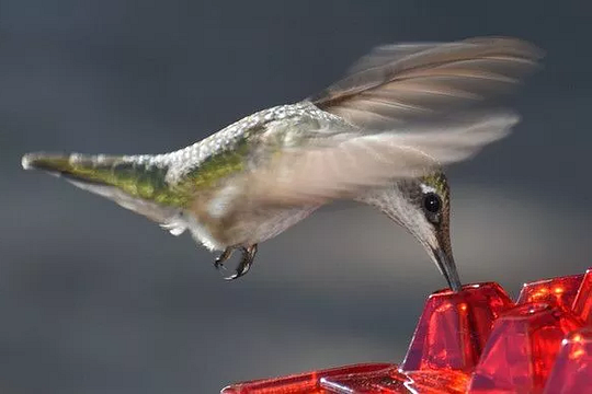 Hummingbird Feeder Ant Proof Hanging Outdoor Perch