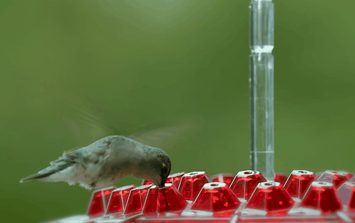 Hummingbird Feeder Ant Proof Hanging Outdoor Perch