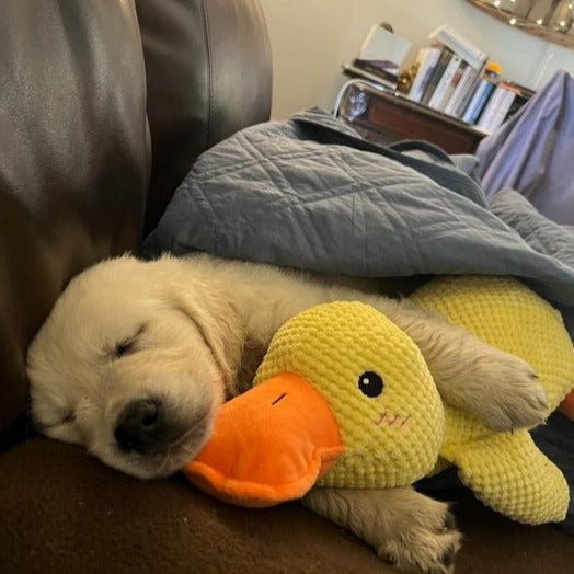 Dog Toy Duck