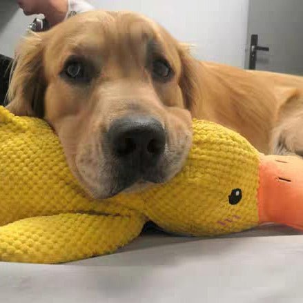 Dog Toy Duck