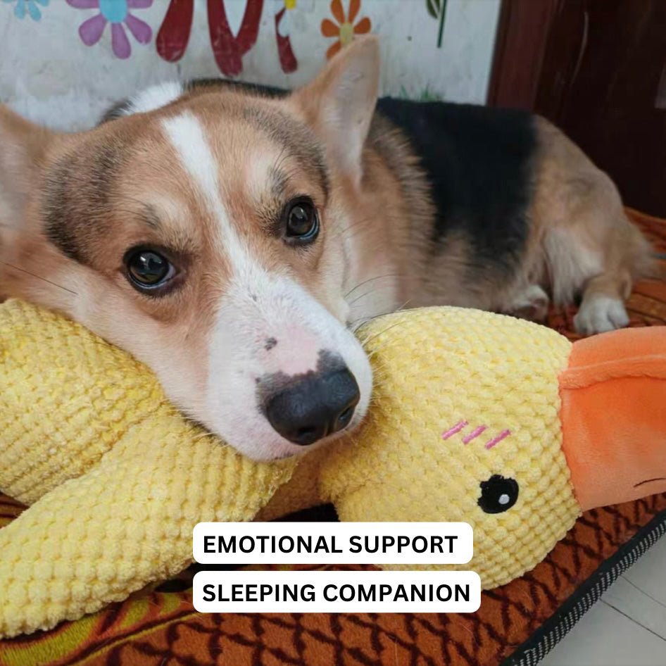 Dog Toy Duck