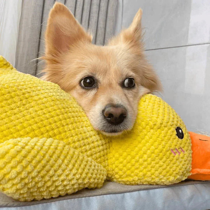 Dog Toy Duck