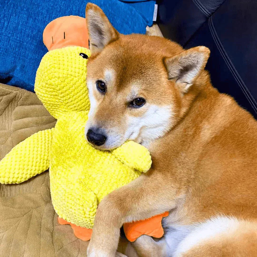 Dog Toy Duck