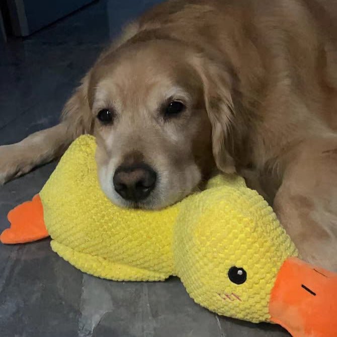 Dog Toy Duck