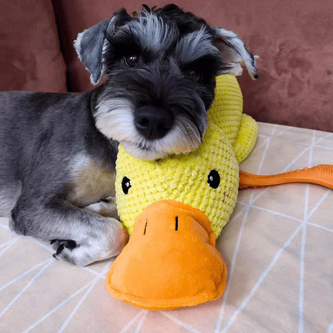 Dog Toy Duck