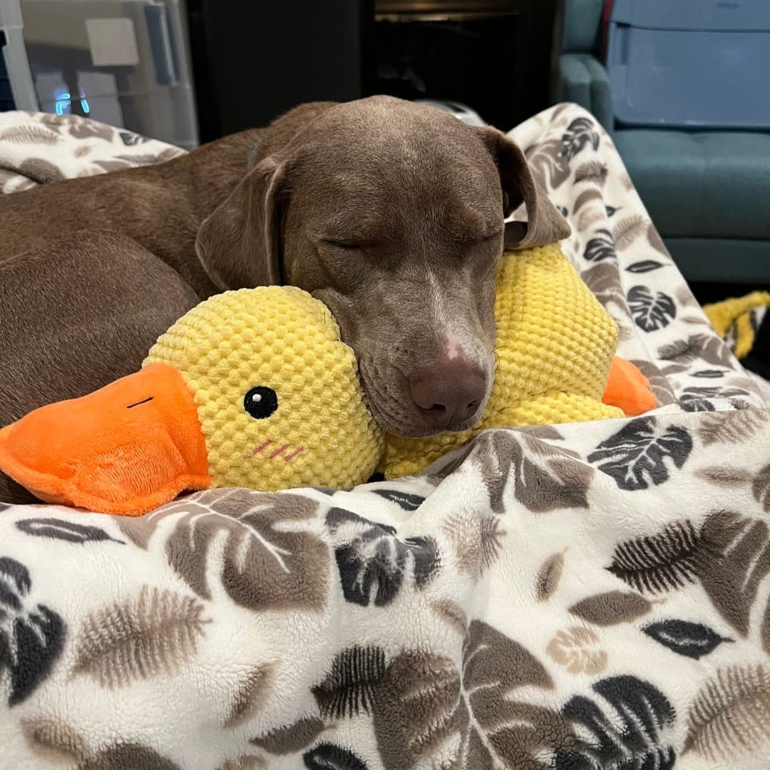 Dog Toy Duck